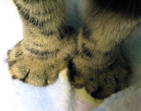 large front de clawed polydactyl cat paws  paulie  photo  flickriver
