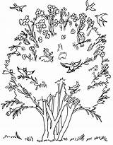 Mustard Seed Coloring Pages Seeds Parable Senape Di Drawing Granello Parabola La Da Del Colouring Sheets Tree Colorare Bambini Per sketch template