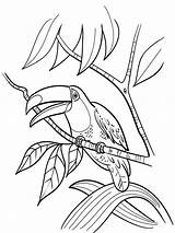 Toucan Coloring Pages Bird Printable Colouring Color Birds Print Recommended Getcolorings sketch template