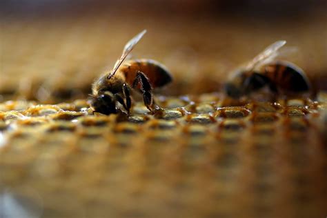 honeybee colonies increase after years of decline the washington post