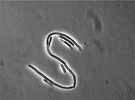 bacillus cereus    resist antibiotic therapies science
