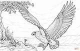 Hawk Adler Osprey Eagles Malvorlagen Pescatore Falco Aquila Aigle Coloringtop Goog Stampare Neocoloring Lagret sketch template