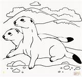 Coloring Pages Ferrets Weasel Colouring Two Printable Ferret Animal Color Footed Elegant Animals Crafts Divyajanani Shapes Body Kids Printables Version sketch template
