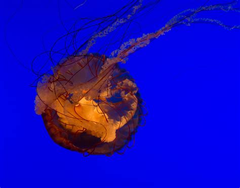jellyfish  susiecw flickr