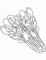 Spinach Coloring Pages Vegetables Drawing Vegetable Kids Plants Sketch Fruit Choose Board sketch template