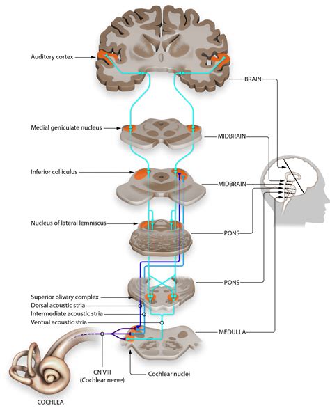 auditory pathways   brain introduction  sensation  perception