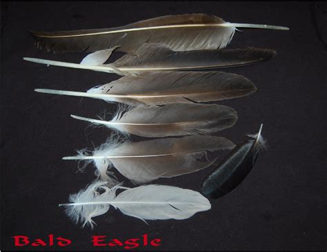 bald eagle feathers  bald eagle feathers  photogr flickr