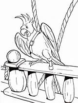 Coloring Parrot Pages Pirate Printable Pirates Color Print Visit Procoloring sketch template