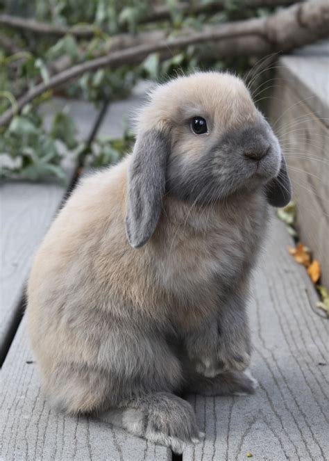 floppy eared bunny  lambieb  deviantart