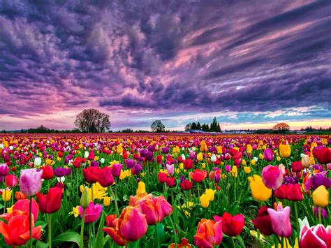 tulips field  sunset desktop background