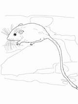 Coloring Dormouse Getcolorings Desert Pocket Mouse Pages sketch template