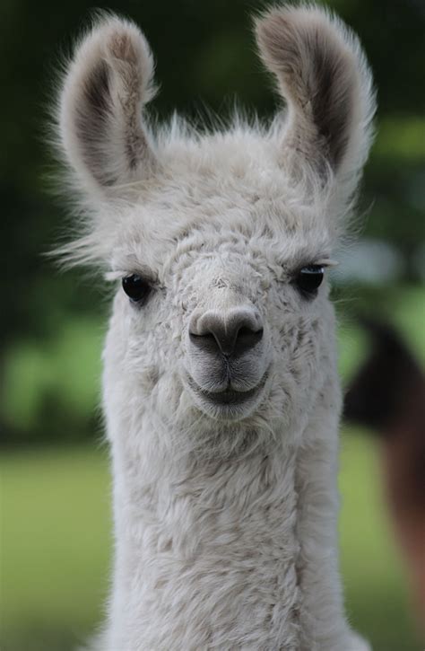 llama  glama portrait captive peru framed photo llama  glama