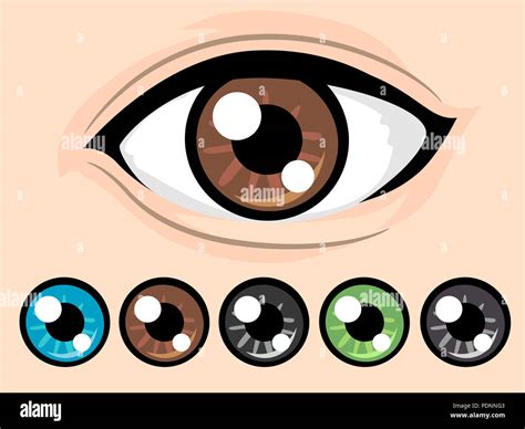illustration   brown eye   eye colors  blue brown