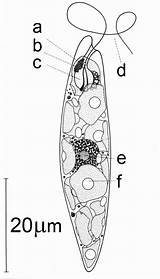 Euglena Photoreceptor Gracilis Eyespot Reservoir Flagellum Chloroplast Nucleus sketch template