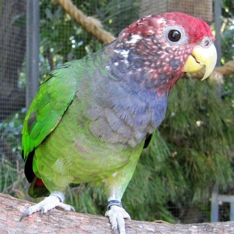 images  pionus parrots  pinterest beautiful birds animals  pets  pet birds
