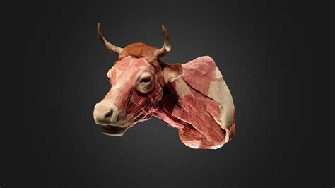 Cow Muscles Buy Royalty Free 3d Model By Carlos Faustino