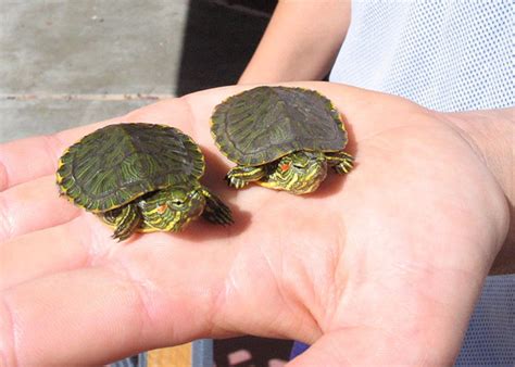 Turtle Sexes Are Temperamental Research Blog