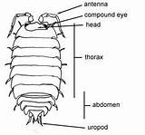 Pill Woodlice Woodlouse Anatomy Thorax Cochinilla Porcellio Emergent Curriculum Scaber sketch template