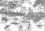 Food Mangrove Web Chains Webs Organisms Trophic Ecosystem Chain Mangroves Forest Weebly Biology Forests Habitat Classroom Levels Marine Producers Estuary sketch template
