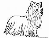 Yorkshire Terrier Coloring Pages Printable Kids Adults sketch template