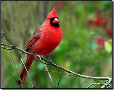 male cardinal   tree limb cardinals photo  fanpop