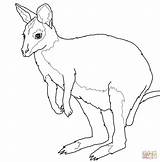 Wallaby Coloring Australian Animals Pages Printable Kids Colouring Color Drawing Supercoloring Template Brisbane Silhouettes Kangaroos Categories sketch template