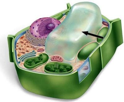 vacuole definition structure function  role   cell