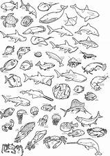 Coloring Marine Plant 09kb Drawings sketch template