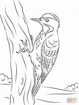 Woodpecker Coloring Breasted Pages Woodpeckers Fulvous Drawing Printable sketch template