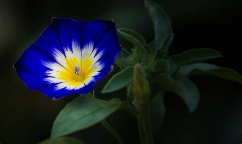 fleur avec du bleu flower  blue herjac flickr