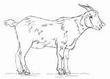 Capre Goat Caprone Capretta Ausmalbilder Ziegen Ziegenbock Capra Ausmalbild Stampare Printmania sketch template