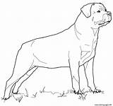 Rottweiler Coloring Pages Dog Printable Pit Drawing Print Color Getdrawings Puppy Colorings Getcolorings Supercoloring Choose Board Silhouettes sketch template