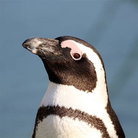 penguins animals