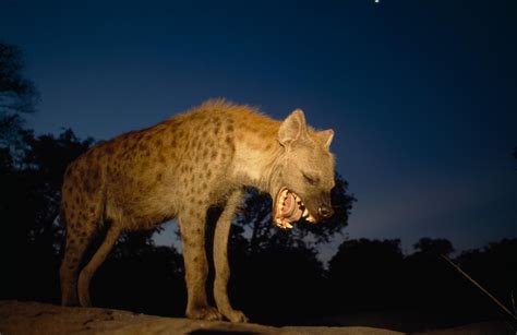 hyena myths busted are they really hermaphrodites