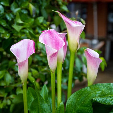 perfectly pink calla lily bulbs  sale calla pink melody easy