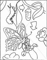 Caterpillar Cocoon Sharefaith sketch template