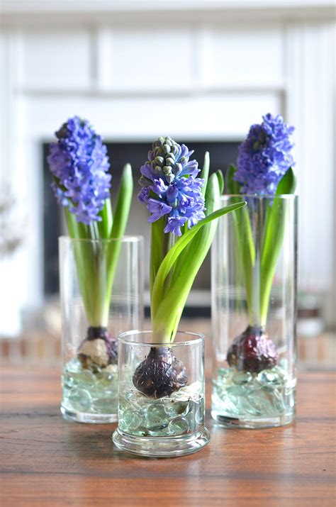 forcing bulbs  water forcing bulbs indoors exposed bulbs