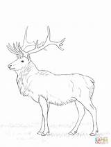 Deer Coloring Pages Buck Drawing Printable Doe Dear Drawings Sketch Deers sketch template