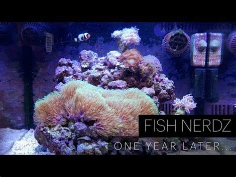 coralife biocube  gallon  year update youtube