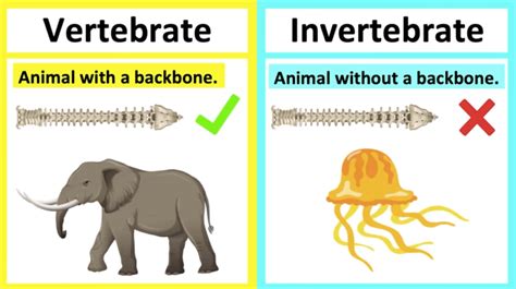 vertebrate  invertebrate ilearneasy