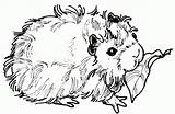 Guinea Pig Meerschweinchen Pigs Ausmalbild Malvorlage Bestcoloringpagesforkids Colouring Colorings sketch template