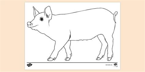 pig colouring sheet colouring pages teacher