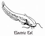 Eel Coloring Electric Pages Clipart Fan Color Size Library Colorluna Print sketch template