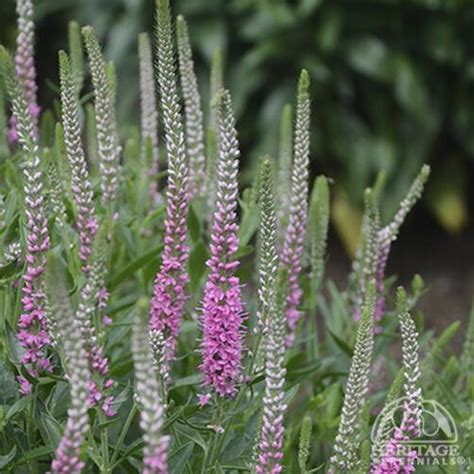 plant profile for veronica ‘perfectly picasso spike speedwell perennial