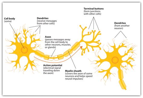 neuron   building block   nervous system   introduction  psychology