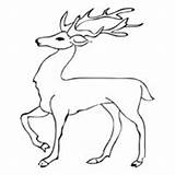 Stag Coloring Deer Pages Standing Surfnetkids Designlooter Drawings 72kb 200px sketch template