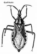 Hemiptera Homoptera Desertmuseum sketch template