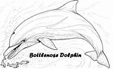 Bottlenose Designlooter Dolphin sketch template