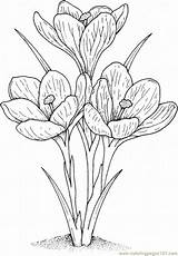 Coloring Flowers Crocus Pages Printable Color Natural sketch template