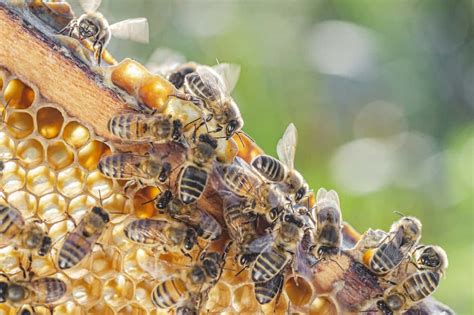 long  honey bees  creative saplings